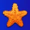 Starfish - Ethereum Explorer