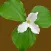 Smoky Mountains Wildflowers