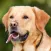 Animal Sounds & Image
