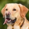 Animal Sounds & Image