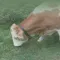 AlpineCowBells